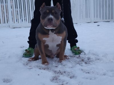 American Bully, Pocket Class, Wafflehouse Son