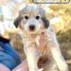 Colorado Mountain Dog/Great Pyrenees/Maremma LGDs