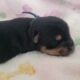 Yorkie~Chihuahua Chorkie Puppies