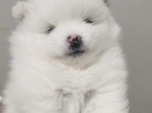 Beautiful pomeranian
