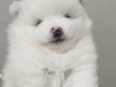 Beautiful pomeranian