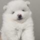Beautiful pomeranian