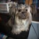 Ewok Naturally-Reared