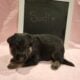 AKC German Shepherd Pups