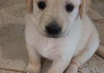 Gold Retriever/Lab Mix (Goldadors) Available 3/1!