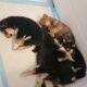 Shiba Inu Puppies