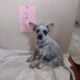 Blue Heeler Puppies