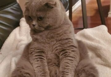 Gorgeous Scottish Fold Cat in Orlando, FL