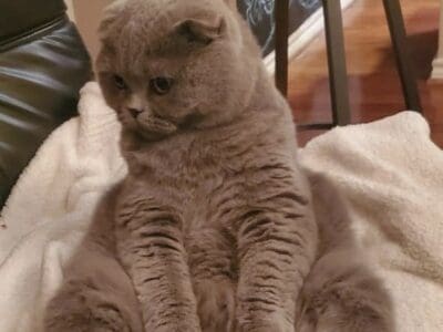 Gorgeous Scottish Fold Cat in Orlando, FL