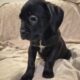 Cane Corso Puppies