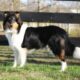 AKC Collie Puppies