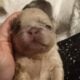 Fluffy platinum cream blue merle French bulldog pu