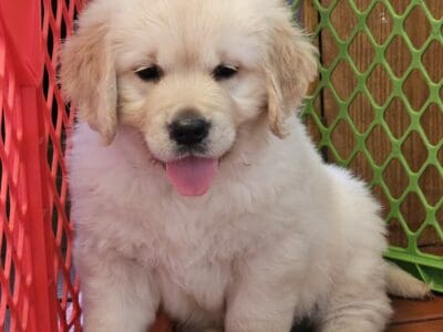 Golden retriever puppy