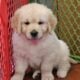 Golden retriever puppy