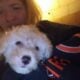 Westie mix puppies