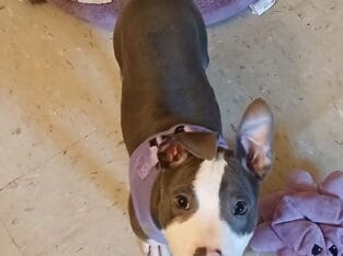 American Pit Bull Terrier