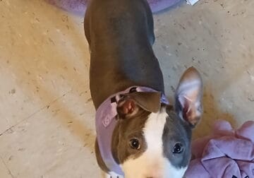 American Pit Bull Terrier