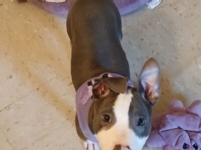 American Pit Bull Terrier
