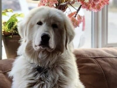 Maremma Sheepdog
