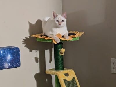 Flame Point Siamese