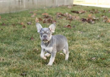 AKC French bulldog male pup in Indiana (Henry)