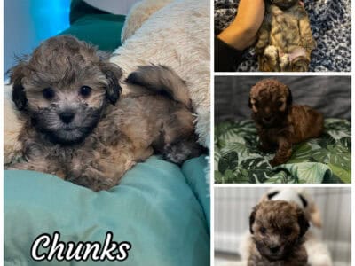 Shihpoo toy puppies