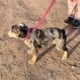 AKC English Bulldogs