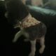 Need Rehome ASAP