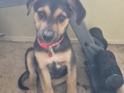 German Shepherd x Bull Arab Puppies