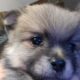 Beautiful Maltipom Puppies
