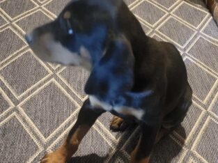 AKC Doberman puppies
