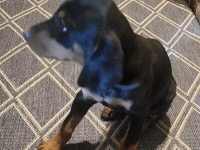AKC Doberman puppies
