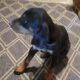 AKC Doberman puppies