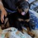 Rotterman Puppies Rottweiler Doberman 10 weeks old