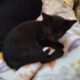 I’m looking for a good home for a mom and a kitten