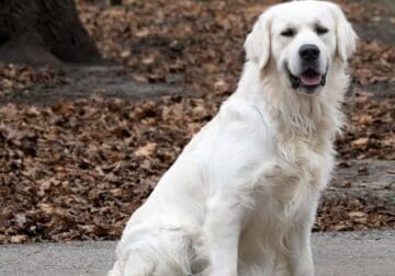 English Cream Golden Retriever Puppies