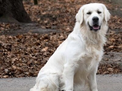 English Cream Golden Retriever Puppies