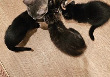 3 kittens and a mommy cat