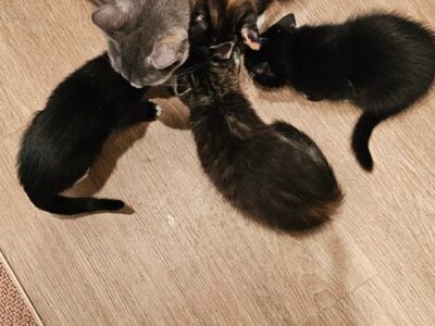3 kittens and a mommy cat