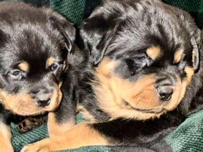 Rotweiler puppies