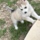 Siberian Husky Puppies