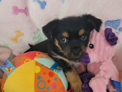 Puppy 1 Chorkie Yorkie & Chihuahua Designer Breed