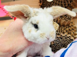 Mini plush lop bunnies