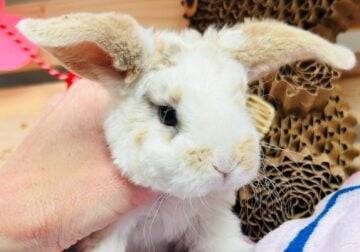 Mini plush lop bunnies