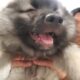 Keeshond Pups