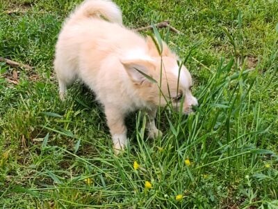 Miso – NE Oklahoma – Male