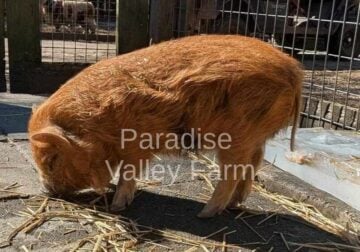 Female Kune Kune Pig For Sale