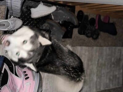 9 year old male Alaskan Klee kai