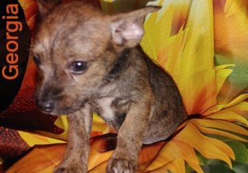 GEORGIA IS READY FOR HER FOREVER FAMILY