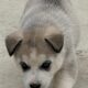 Siberian Husky Puppies